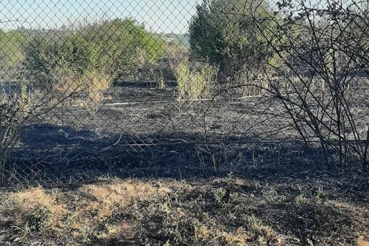 На Одещині вночі горів фруктовий сад 